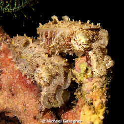 A twofer!! A pair of pygmy cuttlefish, each not much bigg... by Michael Gallagher 